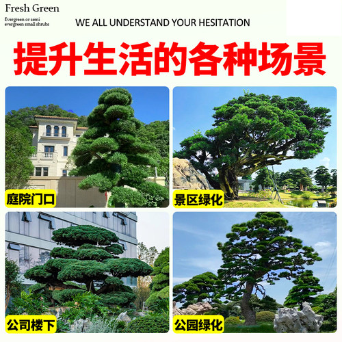 黑松树苗黑松盆景造型树老桩盆景四季常青耐寒绿化风景日本黑松树 - 图3