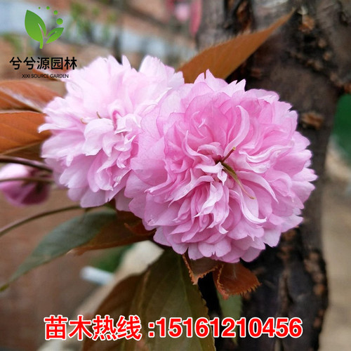 嫁接樱花树苗染井吉野樱花早樱晚樱庭院别墅大型风景树当年开花树 - 图0