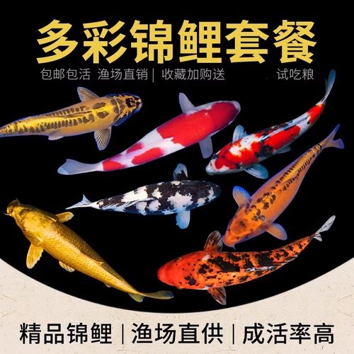 纯种锦鲤鱼淡水观赏鱼冷水鱼活体纯种红白三色黄金小锦鲤鱼苗活鱼 - 图2