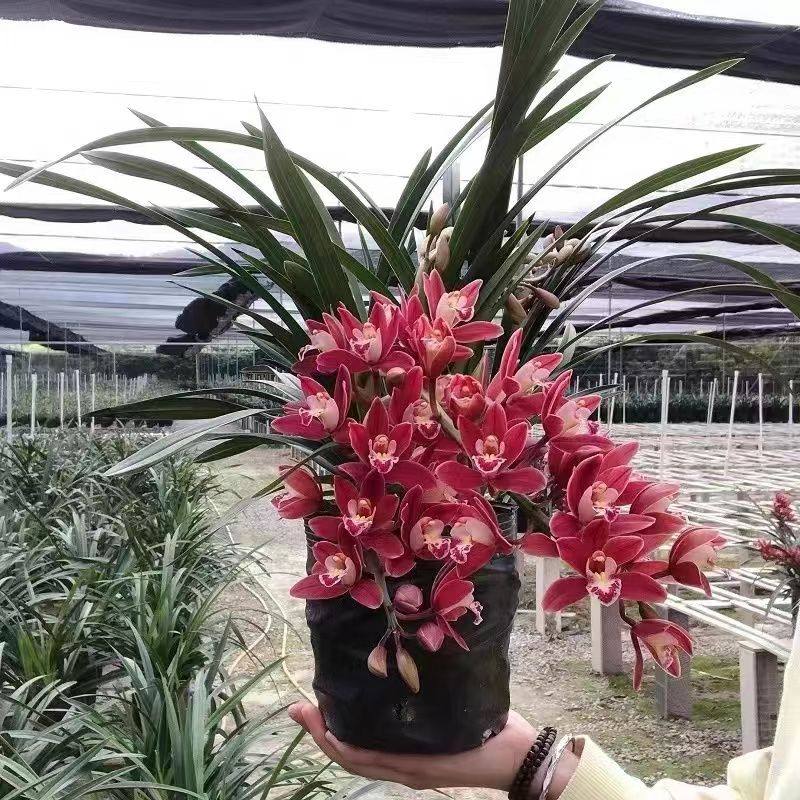 带多花苞大花国兰红双喜大将军浓香好养室内阳台花卉绿植盆栽,淘宝优惠券,粉丝福利购,淘宝优惠卷