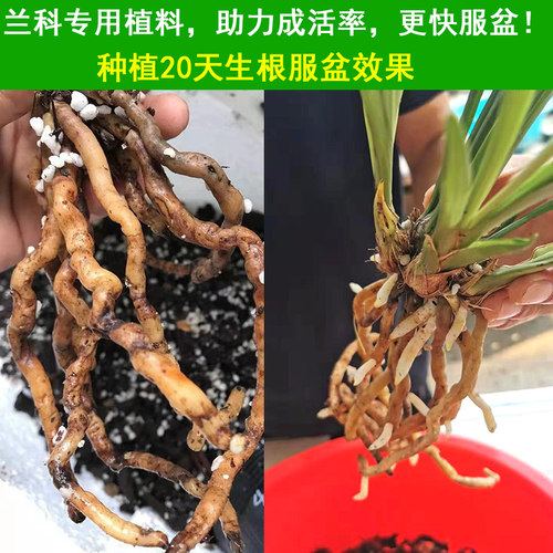 翁源兰花专用土营养种植料石服盆熟腐肥料疏松树皮透气好养活家用 - 图1
