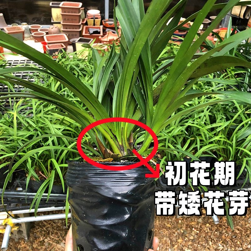 大将军（带多花苞）中国红兰花双喜临门绿植年宵花卉盆栽高矮花剑,淘宝优惠券,粉丝福利购,淘宝优惠卷