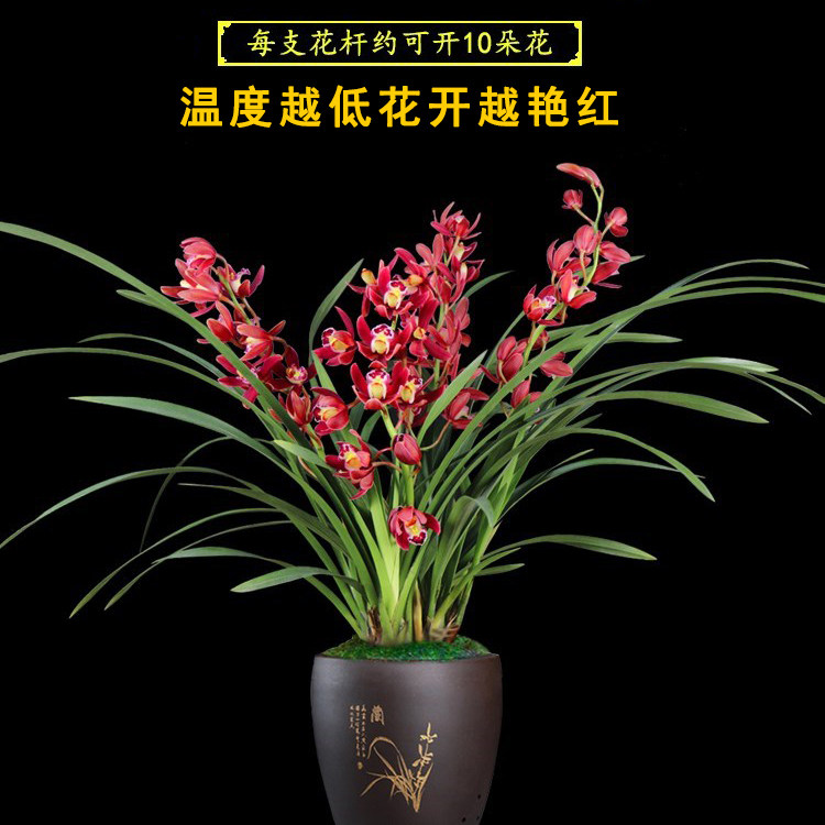 带多花苞大花国兰红双喜大将军浓香好养室内阳台花卉绿植盆栽,淘宝优惠券,粉丝福利购,淘宝优惠卷