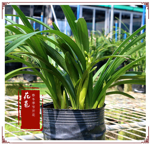 香水香兰翠玉色兰花卉绿植物盆栽浓香国兰 现不带花苞 花期6-12月 - 图2