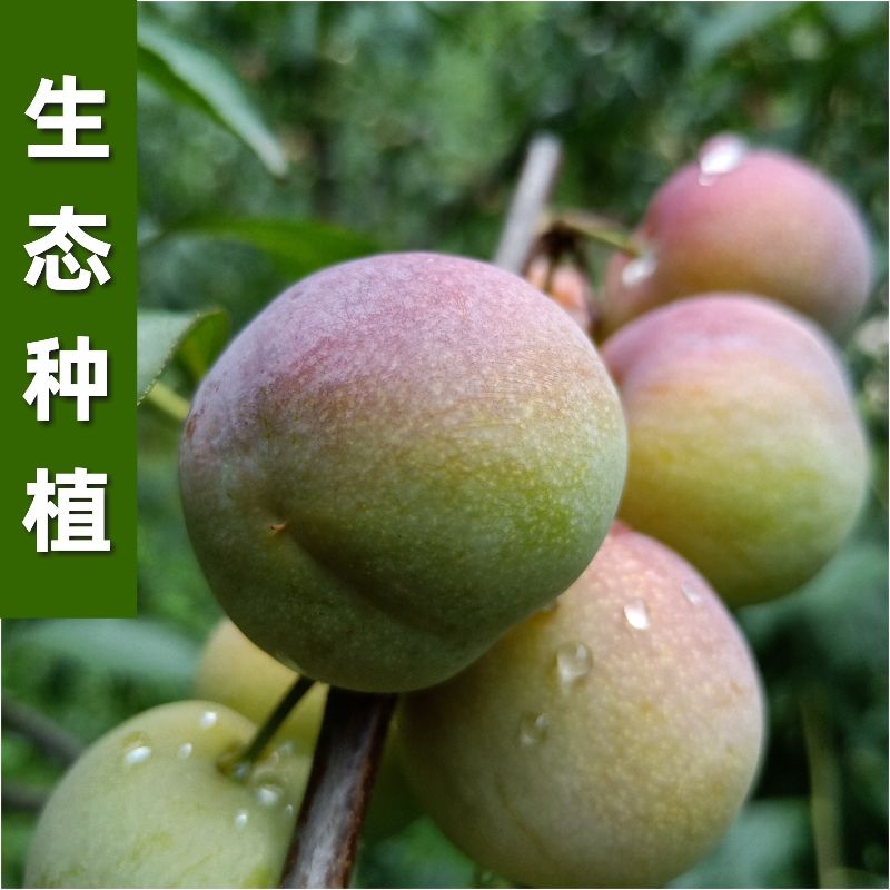 果之情旗舰店水果新鲜现摘云南绥江半边红脱骨李子四川脆甜茵红李应季 5斤包邮1