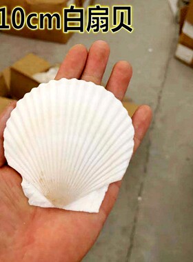 白色扇贝壳书内页diy彩绘手工画涂鸦幼儿园活动鱼缸天然特大