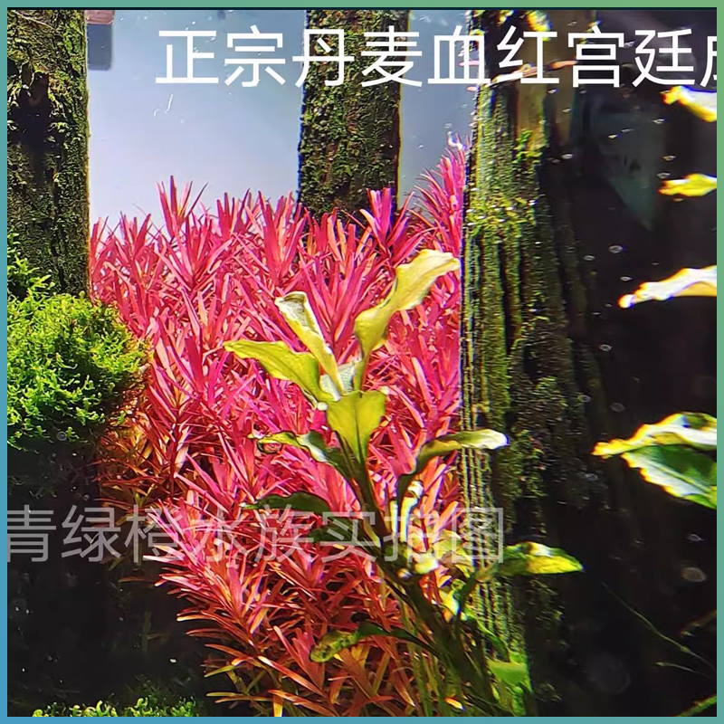 商品详情图片