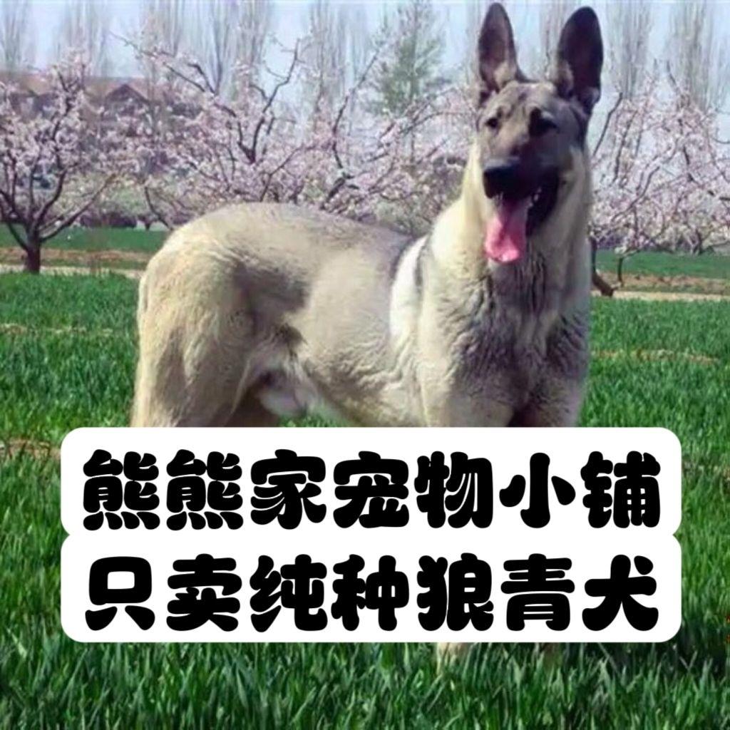 狼青幼犬中华田园犬昆明犬大型犬看家护院看门狗大骨架护卫犬警犬-图2