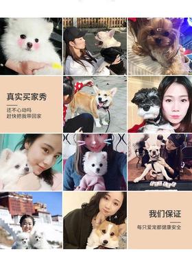 比格犬幼纯种大耳朵巴吉