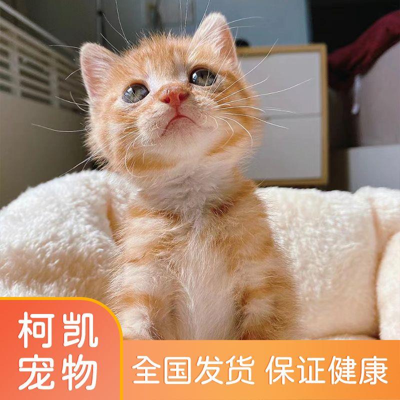 宠物猫小狸花猫黑白猫宠物猫三花猫白猫小猫活体幼猫橘猫家猫土猫-图3