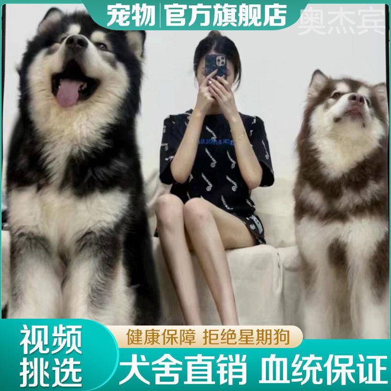 熊版阿拉斯加犬巨型犬双血统大骨架雪橇犬活物阿拉斯加犬幼犬纯种-图2