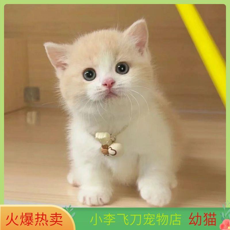 中华田园猫活物宠物猫幼猫橘猫家猫土猫狸花猫黑猫白猫黑白奶牛猫 - 图0