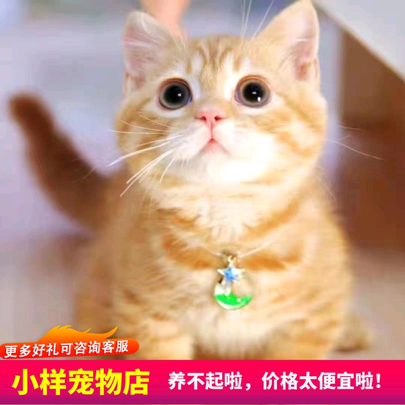 猫咪活物中华田园猫橘白橘猫狸猫狸白猫蓝白猫家猫白猫黑猫奶牛猫 - 图1