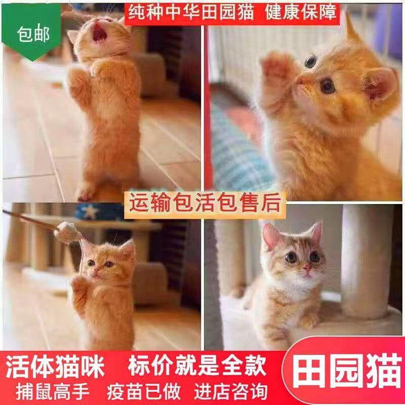 中华田园猫幼崽幼猫捉鼠猫家猫橘猫狸猫奶牛猫猫咪活体便宜小猫咪-图1