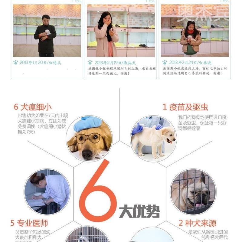 纯种金毛幼犬拉布拉多幼崽导盲犬黑拉拉沙滩金毛双血统活宠物狗狗 - 图1