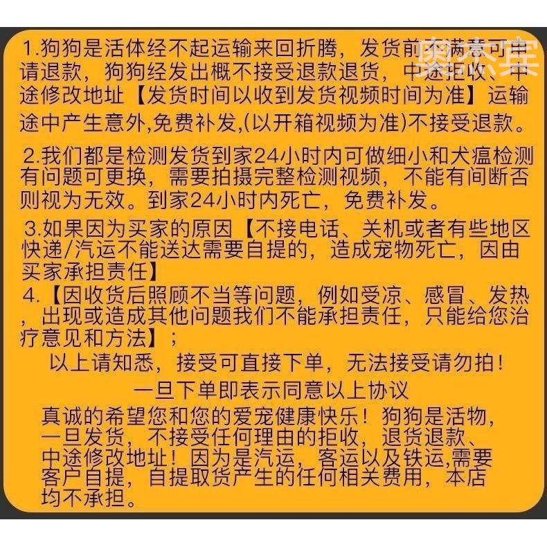 纯种拉布拉多幼犬奶色纯种导盲犬双血统黑色家养宠物幼崽神犬小七 - 图1