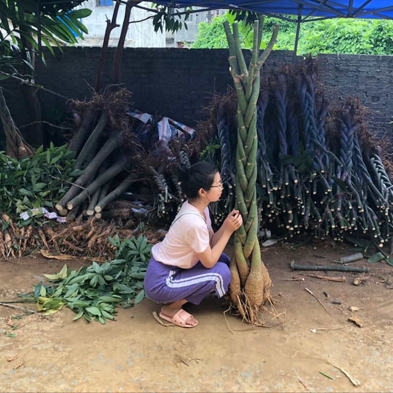 大型发财树步步高客厅室内盆栽大盆景大棵植物大型辫子树苗绿植