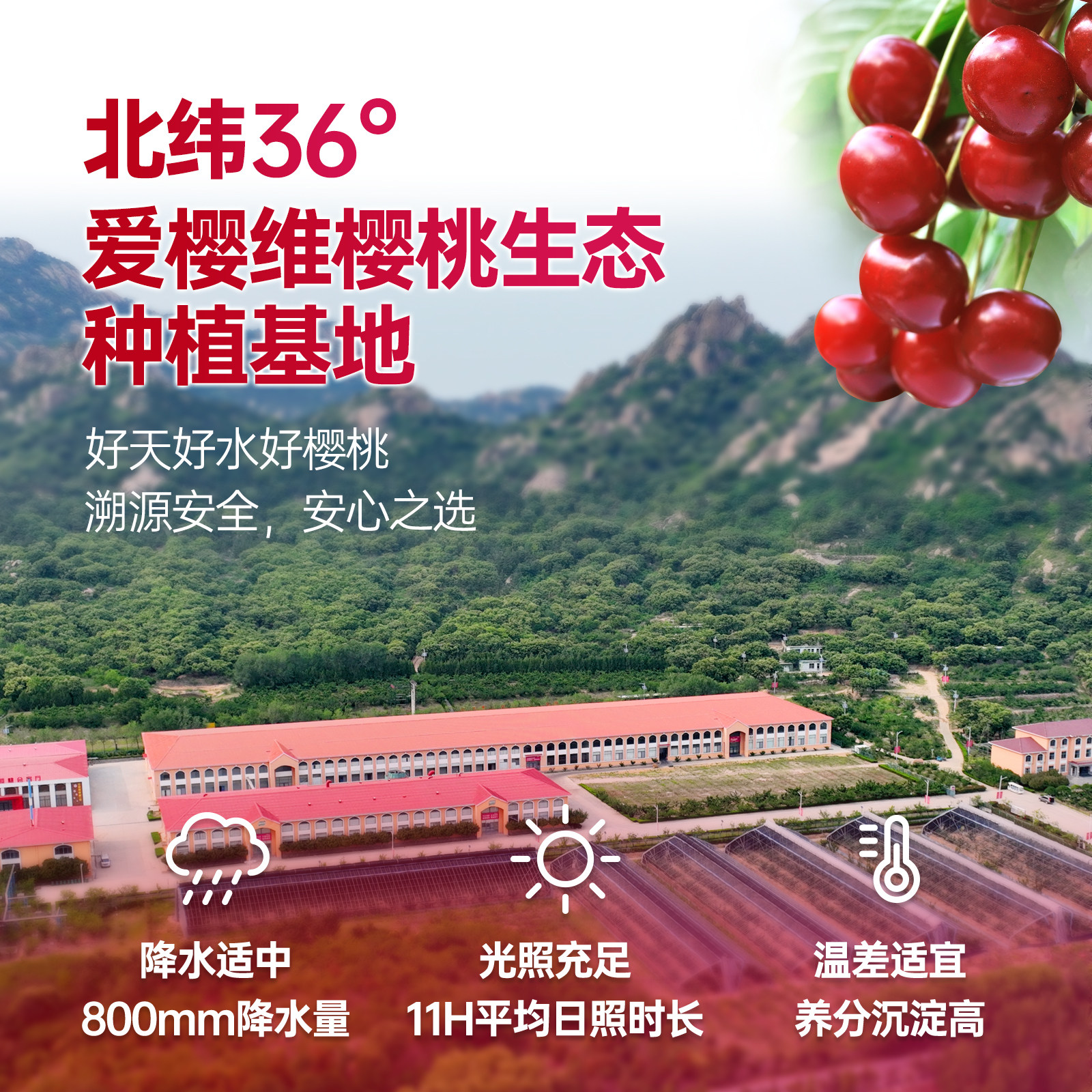 爱樱维NFC樱桃果汁100%鲜生榨车厘子饮料水果原汁饮品非橙汁