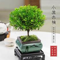 Upscale basin view tree stump with small leafy yellow poplar bonsai pearl yellow poplar bonsai melon seed yellow poplar pelvis view tree