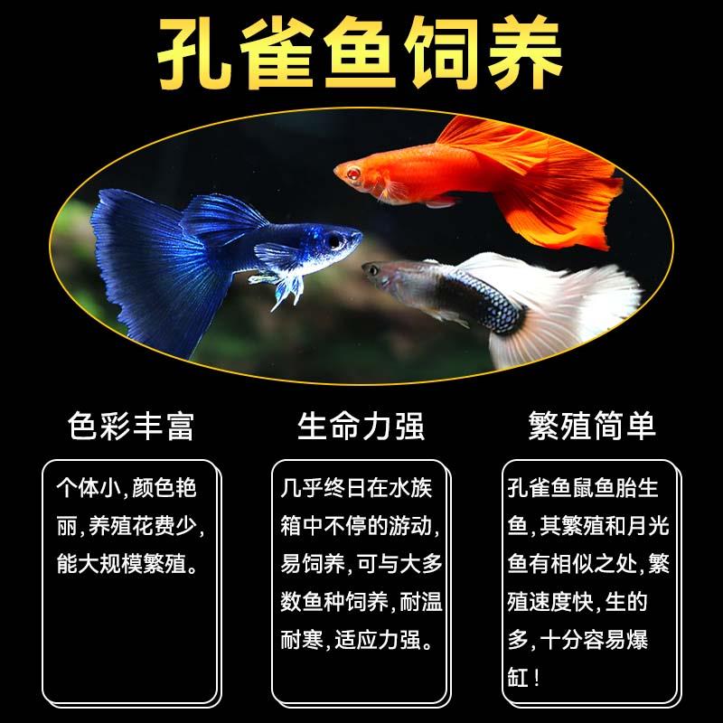 孔雀鱼观赏鱼热带小型淡水好养耐活体斑马纯种小鱼苗金鱼凤尾活鱼