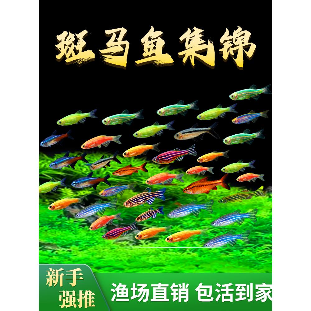 小型热带灯科鱼斑马鱼大号观赏鱼淡水好养耐活孔雀鱼苗活体清道夫