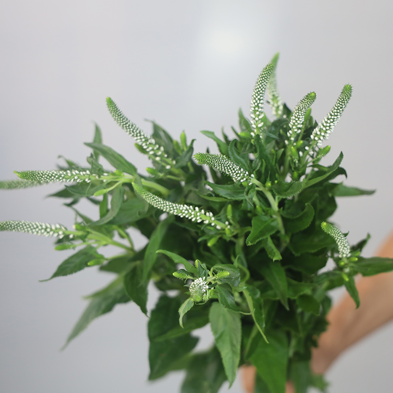 鼠尾花鲜切花真花基地直发鼠尾草一束鲜花花束同城速递顺丰包邮