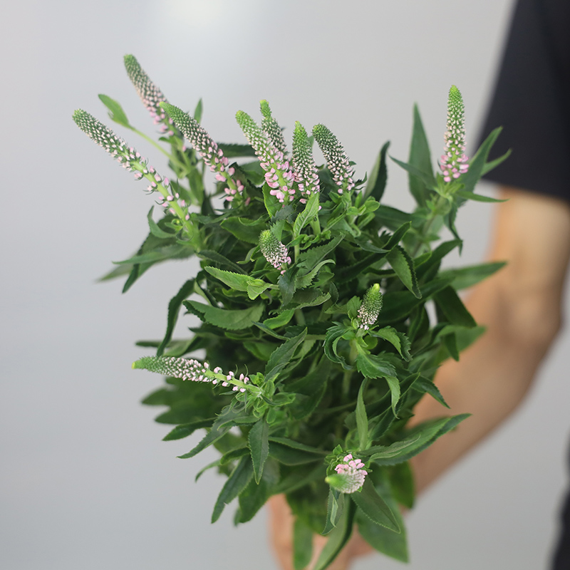 鼠尾花鲜切花真花基地直发鼠尾草一束鲜花花束同城速递顺丰包邮