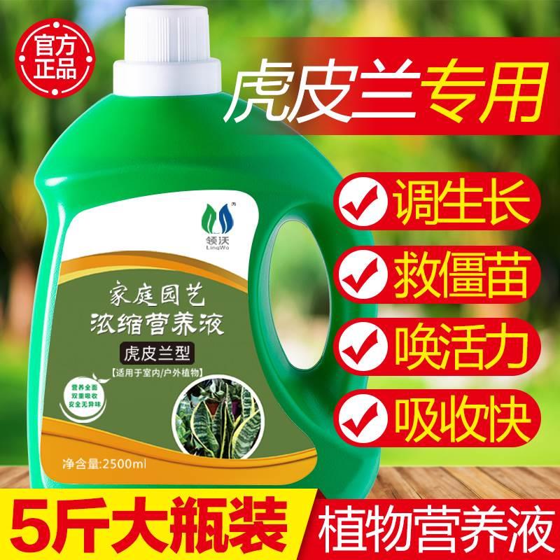 虎专皮兰用肥营养液虎尾兰物边家用TJM盆栽植通用土水培金叶面肥 - 图2