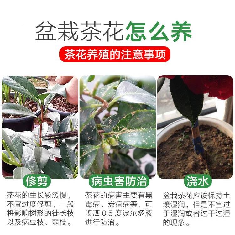 茶花肥料专茶用肥花树山茶花养开WHF液盆栽四季花肥花营怎么金银