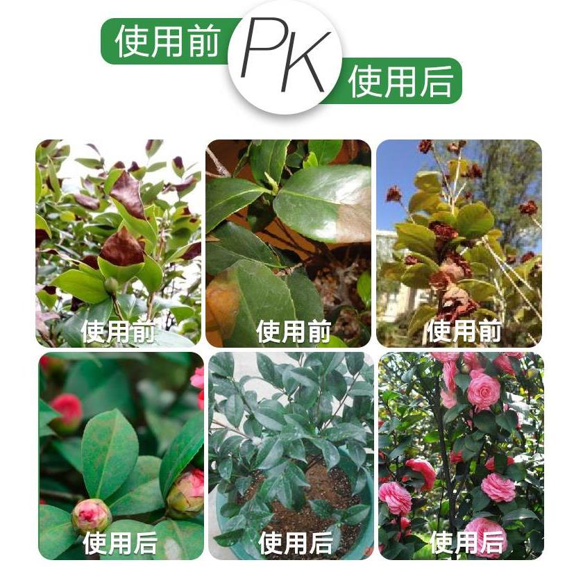 茶花肥料专茶用肥花树山茶花养开WHF液盆栽四季花肥花营怎么金银