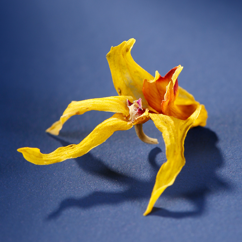 霍山铁皮石斛花安徽正品鲜条养生茶 承昌堂石斛/枫斗