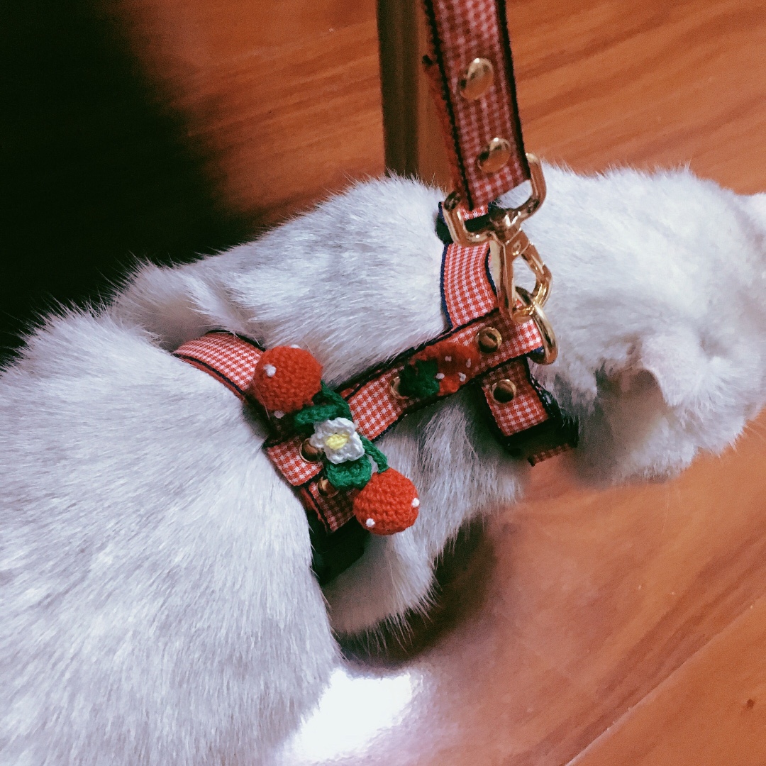 猫咪宠物可爱草莓胸背牵引绳布偶英短遛猫绳外出牵引专用宠物用品 搜又搜 Www Soyouso Com