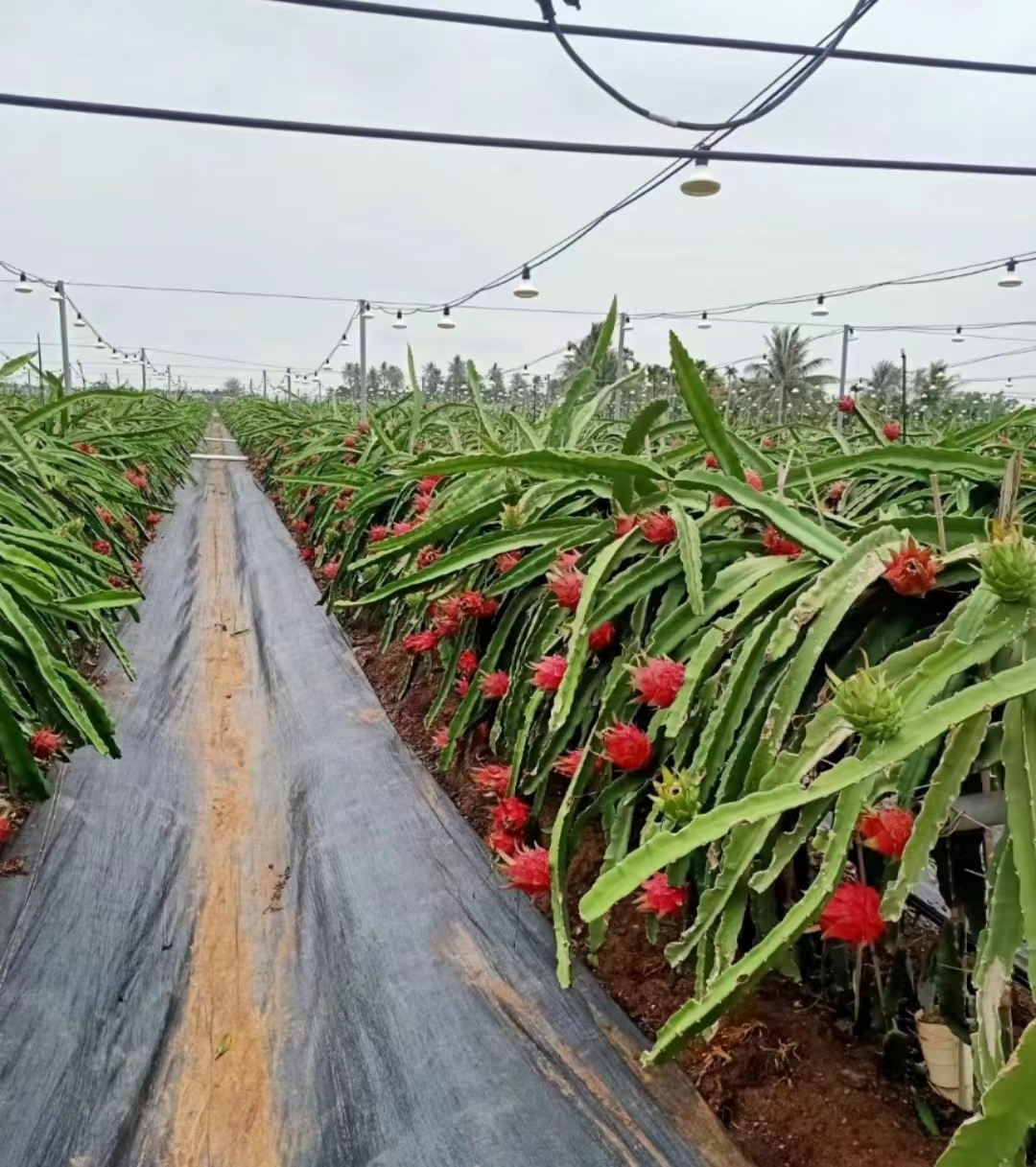 甘蔗红糖粉50斤食用级红糖袋装种植用发酵花生麸肥水非砂糖黄糖粉-图1