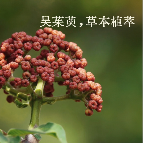 真不二吴茱萸足贴三阴交热敷贴脚踝保暖艾灸脚贴穴位自发热神器 - 图2