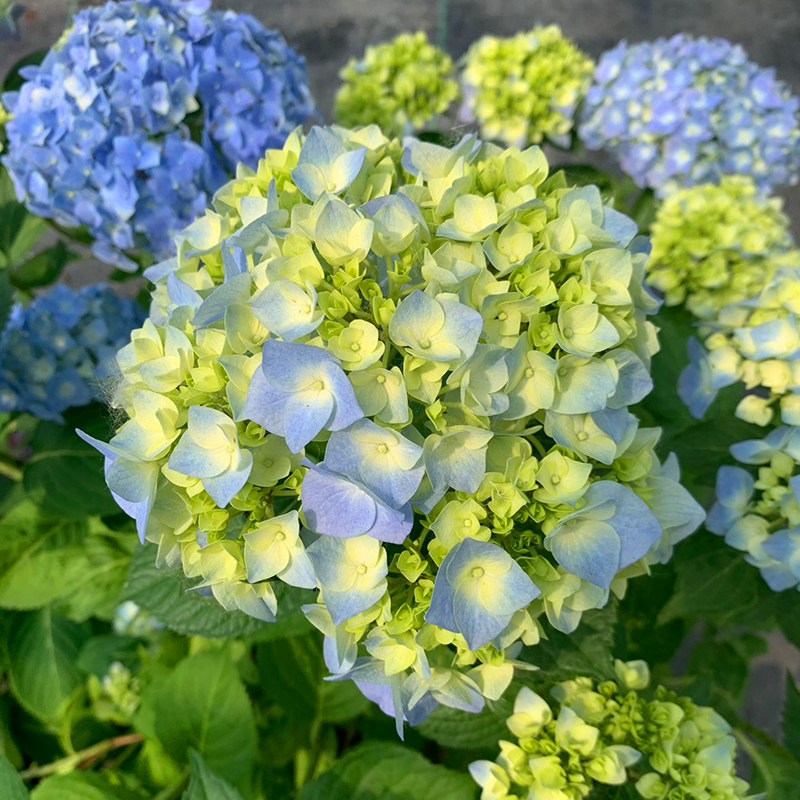 5 5元秒杀 无尽夏绣球花苗盆栽花卉 热品库 性价比省钱购