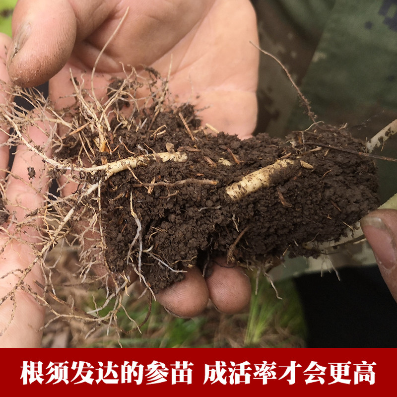 12支装长白山人参苗种植盆栽人参可 宇参源滋补养生人参/园参及其制品