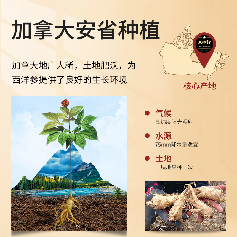 【图腾礼盒】加拿大进口 大山行西洋参泡参粒头 特级精选花旗参