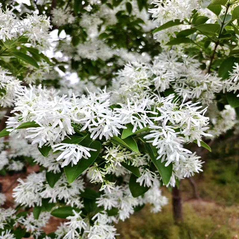 流苏树苗梦幻四月雪乌金子油根子萝卜丝花驱蚊虫庭院茶叶树盆栽花 - 图2