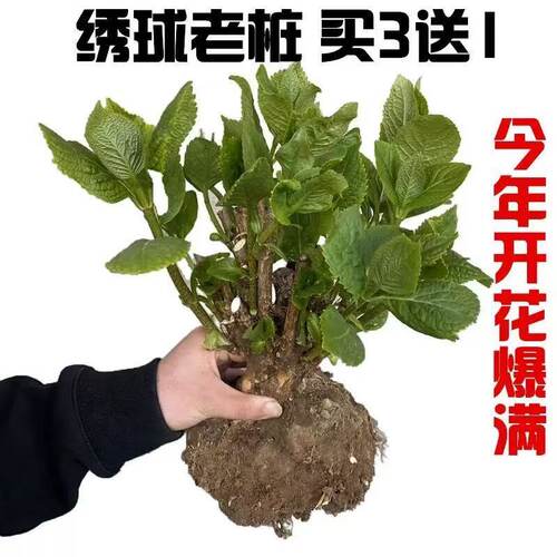 八仙大绣球老桩大花苗无尽夏花卉盆栽四季室内外盆栽庭院绿植物 - 图2