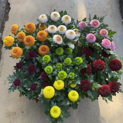 耐寒四季大菊花苗带花苞菊花盆栽室内外庭院阳台植物花卉九月菊花 虎窝淘