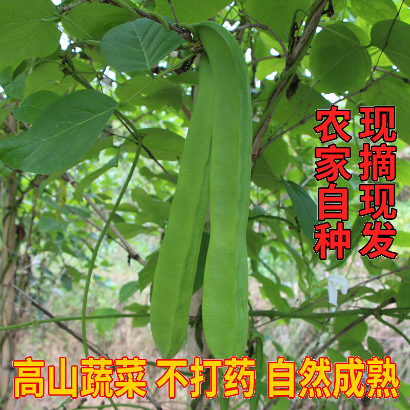 刀豆新鲜湖南嫩刀豆农家自种时令蔬菜刀把豆5斤刀豆剁椒原料包邮