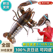 (Live Shrimp sunda) Living Boston Lobster Extra Large Australian Austrombolong Giant Live Lobster