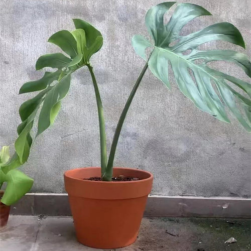 特大号口径高圆形红陶土花盆带底孔大型绿植花盆客厅落地透气花盆 - 图2