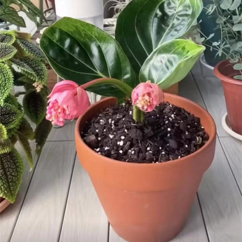 特大号口径高圆形红陶土花盆带底孔大型绿植花盆客厅落地透气花盆 - 图1