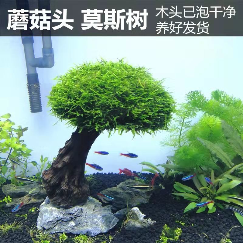 鱼缸造景全套生态鱼缸装饰造景水生植物鱼缸造景套装成品鱼缸树