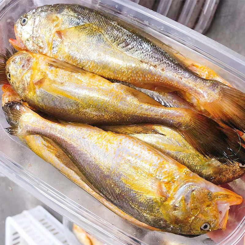 新鲜舟山梅童鱼冷冻大头梅童鱼小梅子鱼东海海鲜宁波大头宝鱼特大,淘宝优惠券,粉丝福利购,淘宝优惠卷