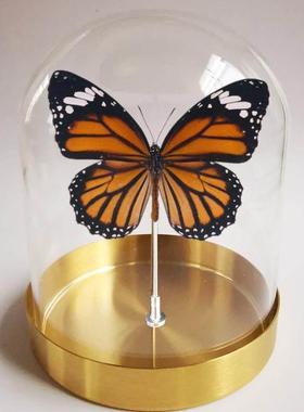 创意顶饰微景观玻璃罩 北欧ins金色不锈钢托盘底座 防尘展示 收藏