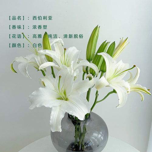 A级西伯利亚百合多头香水百合鲜花大头瓶插花束顺丰云南基地直发 - 图1