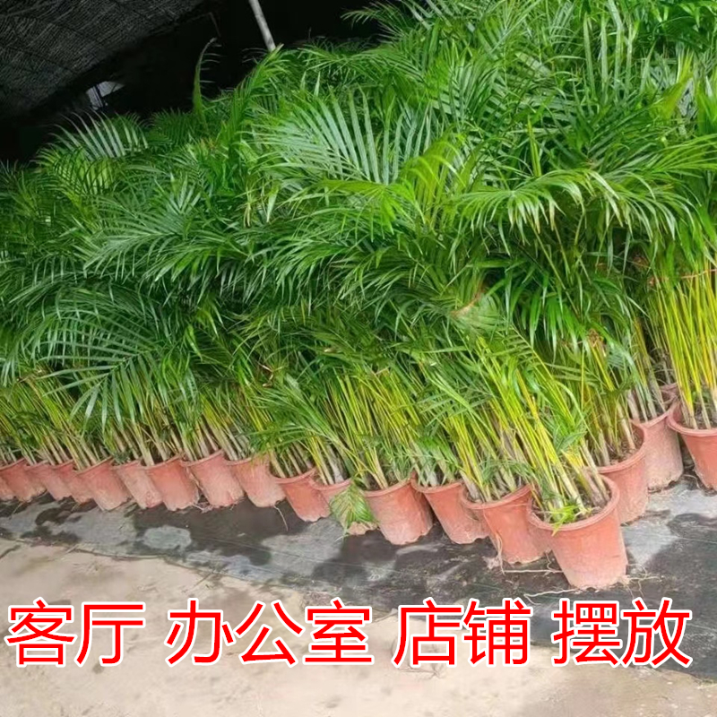 富贵椰子袖珍椰子散尾葵盆栽植物凤尾竹大型绿植夏威夷竹子盆栽 - 图0