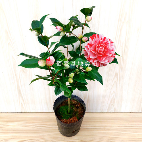 五色赤丹茶花盆栽白底 带花苞室内植物 阳台花卉庭院绿植大棵精选 - 图3